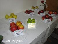 Trnávka